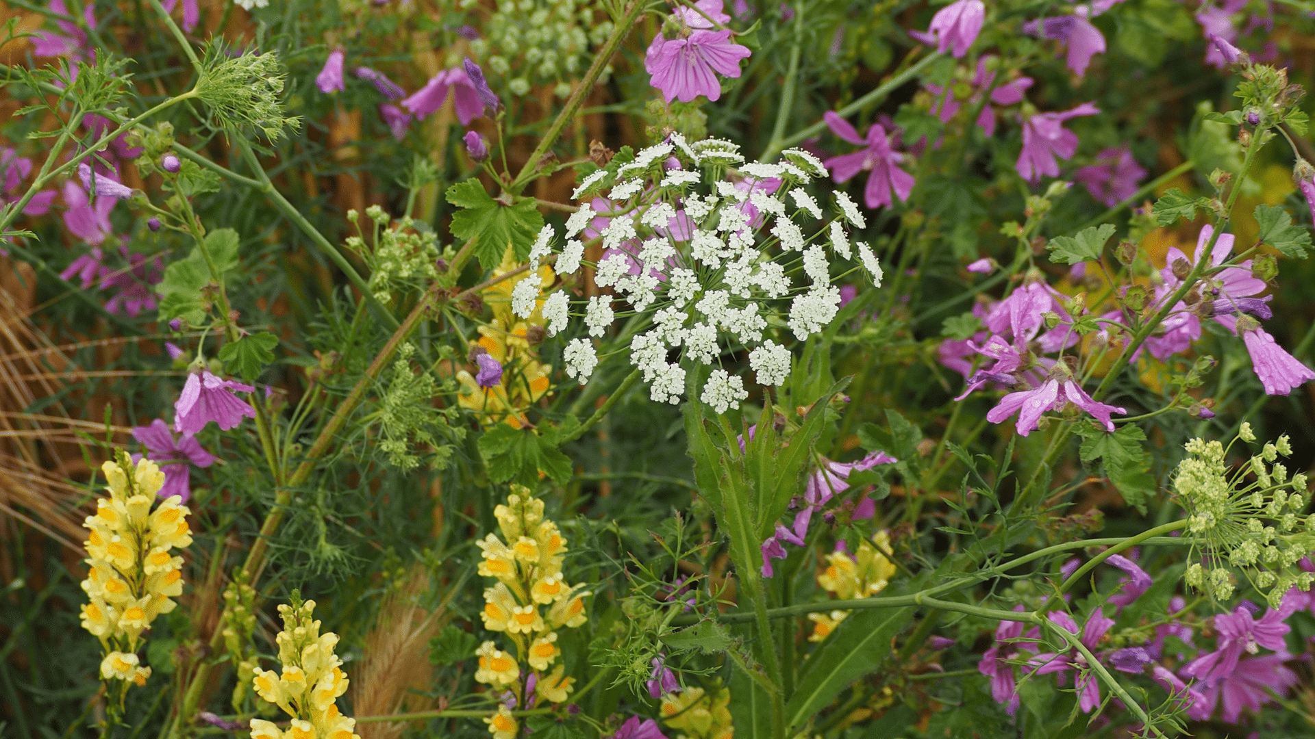 Cueillette et cuisine de plantes sauvages Ecofolies